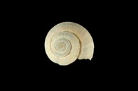 藏品(草黃車輪螺)的圖片